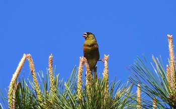 カワラヒワ 葛西臨海公園 2019年4月11日(木)