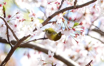 メジロ 葛西臨海公園 2019年4月11日(木)