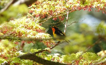 キビタキ 葛西臨海公園 2019年4月11日(木)