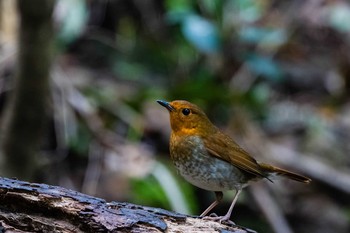 Japanese Robin 福岡県 北九州市 Thu, 4/11/2019