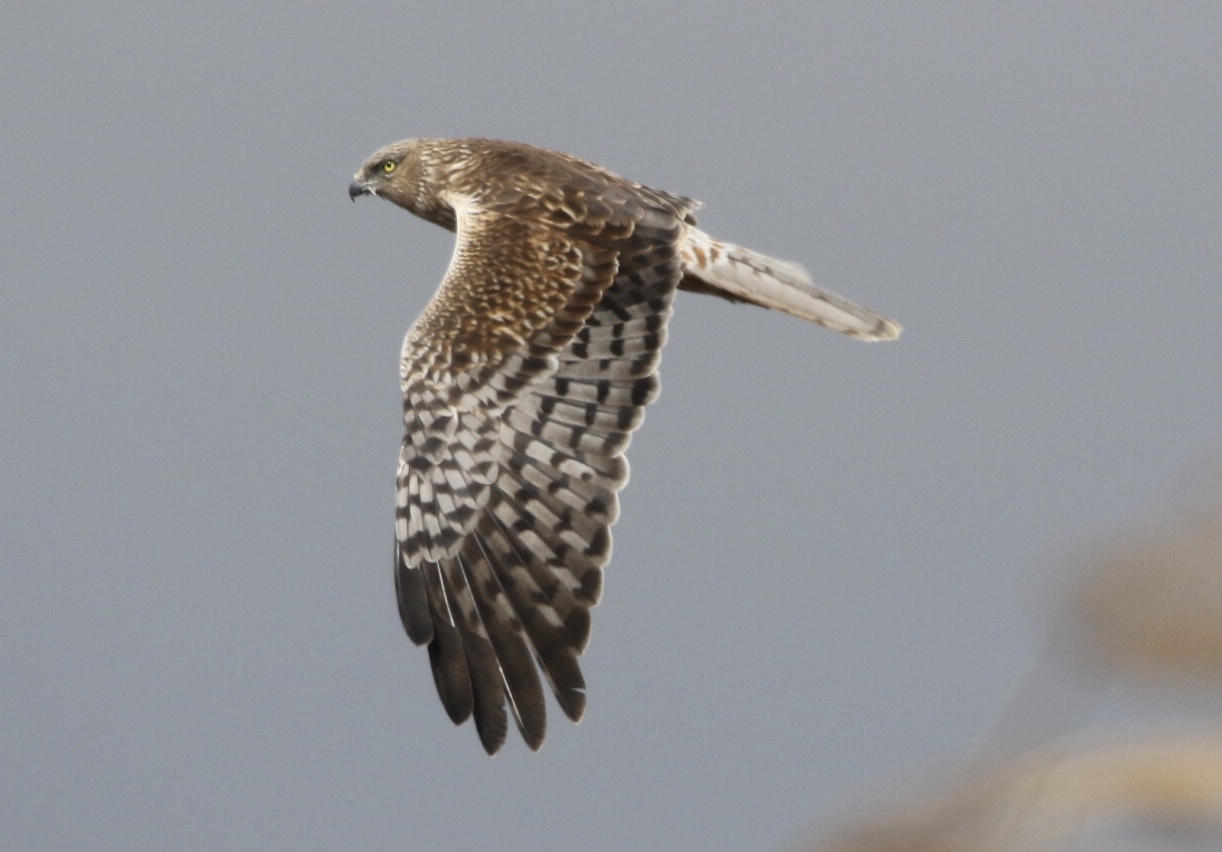 Photo of Eastern Marsh Harrier at  by 1t（改）