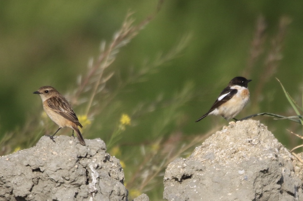 Photo of Amur Stonechat at  by 1t（改）