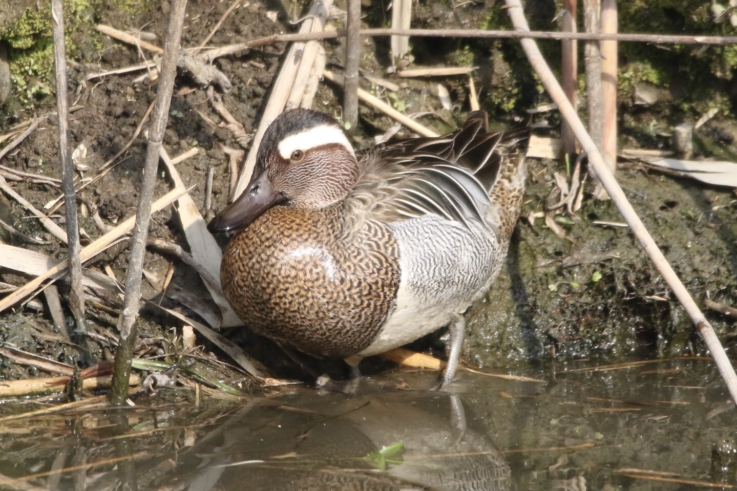 Photo of Garganey at  by 1t（改）