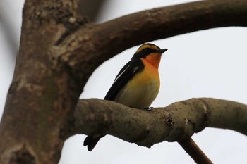 2019年4月12日(金) 大阪城公園の野鳥観察記録