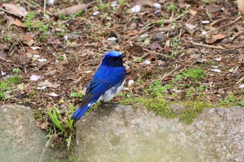2019年4月12日(金) 大阪城公園の野鳥観察記録