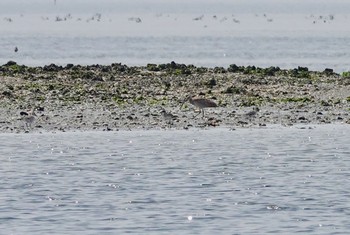 ホウロクシギ ふなばし三番瀬海浜公園 2019年4月7日(日)