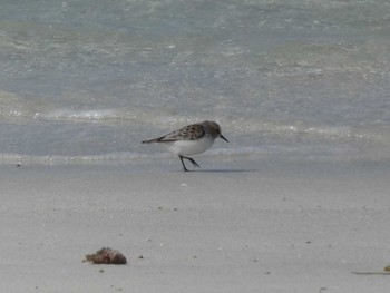 Red-necked Stint Yoron Island Fri, 4/12/2019