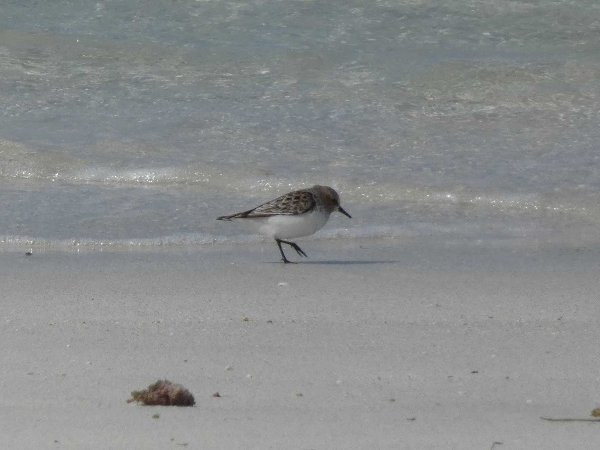 Photo of Red-necked Stint at Yoron Island by あおこん