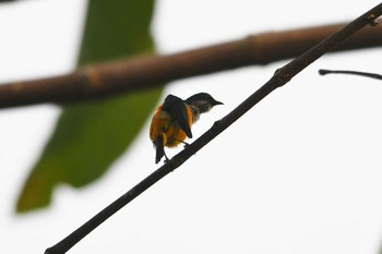 Orange-bellied Flowerpecker Krua Rommai Sat, 2/23/2019