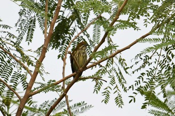 Yellow-vented Flowerpecker Krua Rommai Sat, 2/23/2019