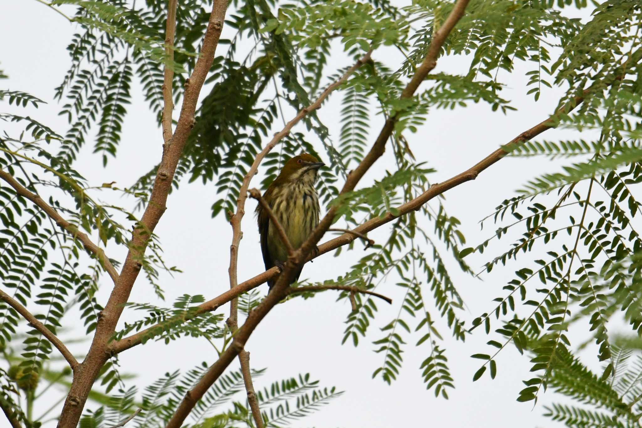 Photo of Yellow-vented Flowerpecker at Krua Rommai by あひる