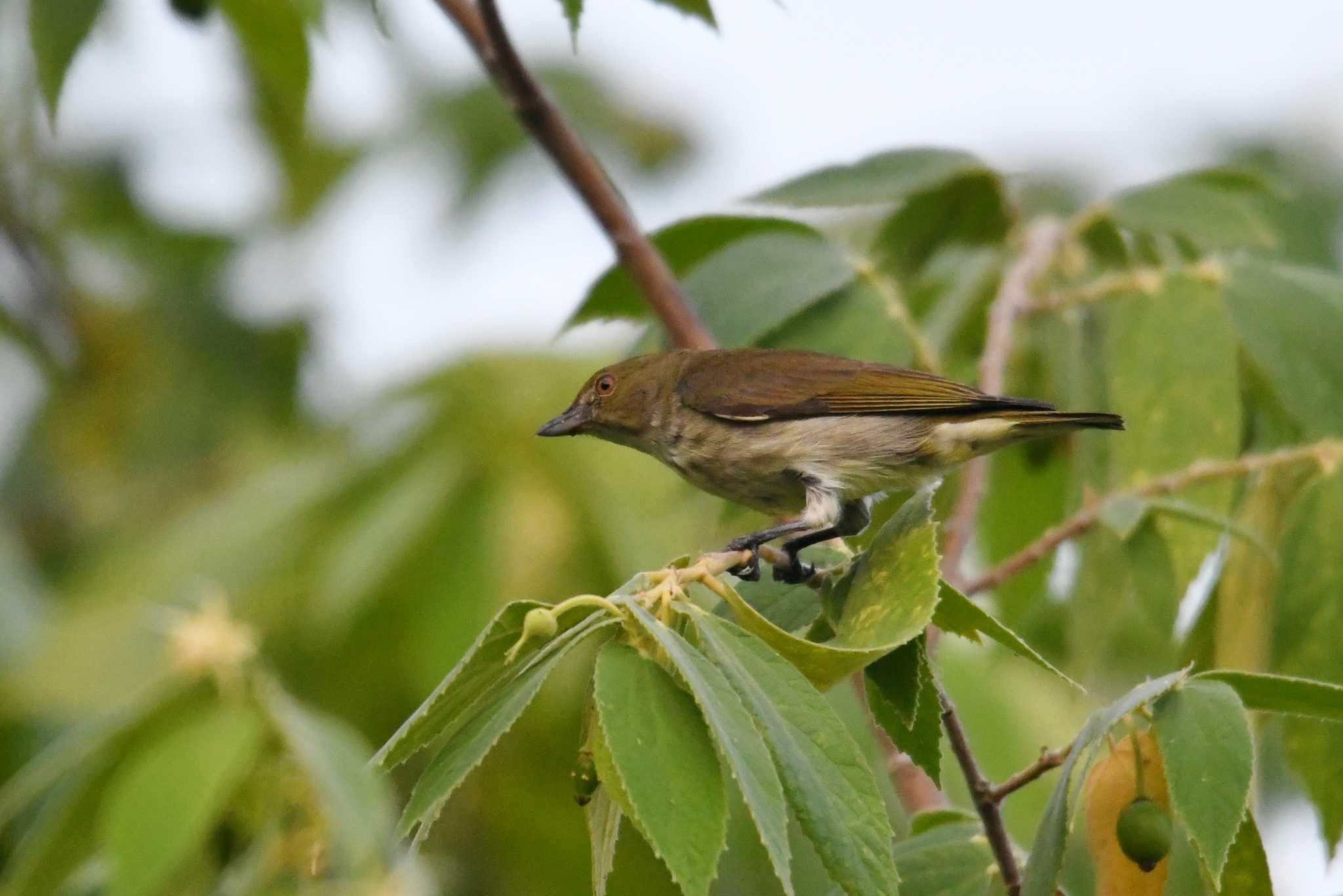 Thick-billed Flowerpecker