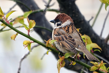 Eurasian Tree Sparrow 市立北山公園 Fri, 4/12/2019