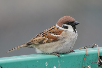Eurasian Tree Sparrow 市立北山公園 Fri, 4/12/2019