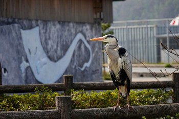 アオサギ 場所が不明 2019年3月22日(金)