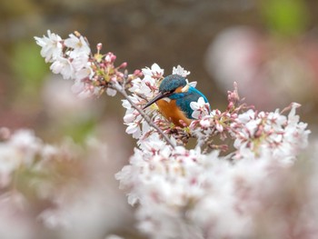 カワセミ 場所が不明 2019年4月12日(金)