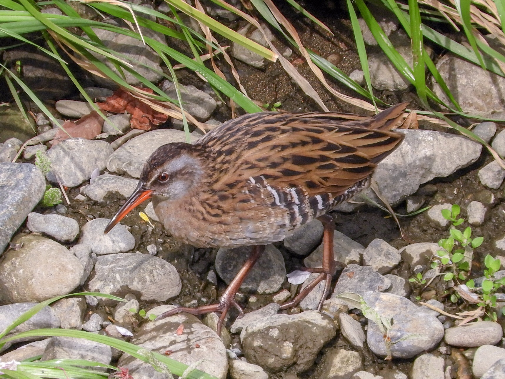 Photo of Brown-cheeked Rail at  by tomo