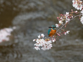 カワセミ 場所が不明 2019年4月12日(金)