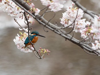 カワセミ 場所が不明 2019年4月12日(金)