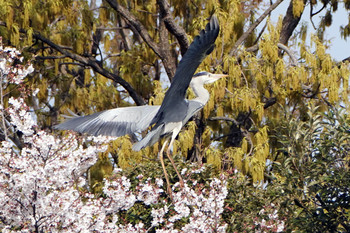 アオサギ 市立北山公園 2019年4月12日(金)