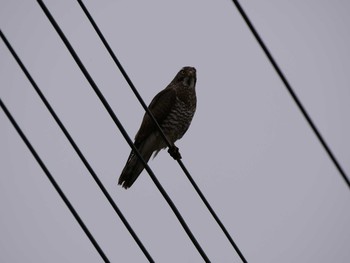 2019年4月12日(金) 阿見町の野鳥観察記録