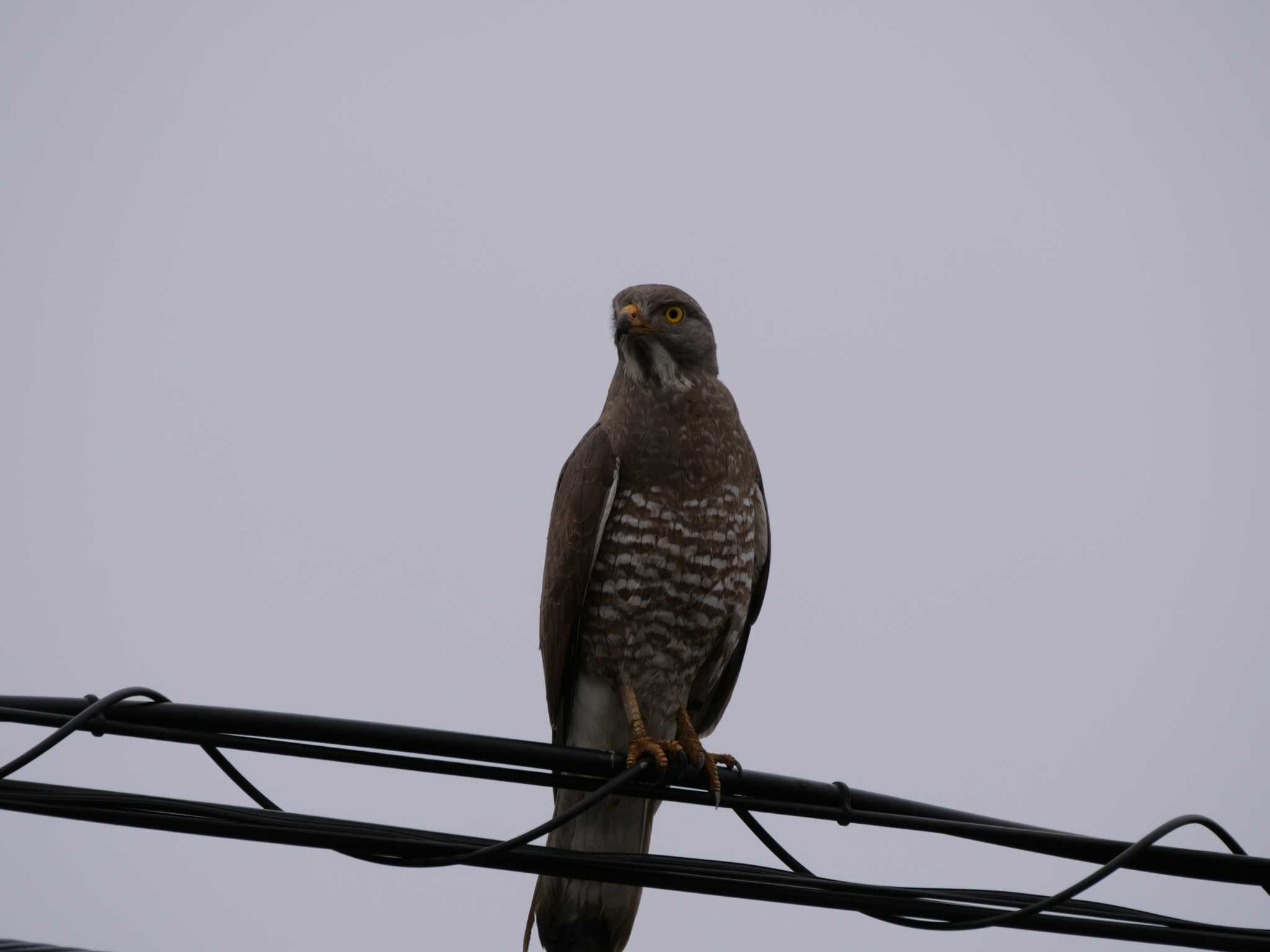 Grey-faced Buzzard