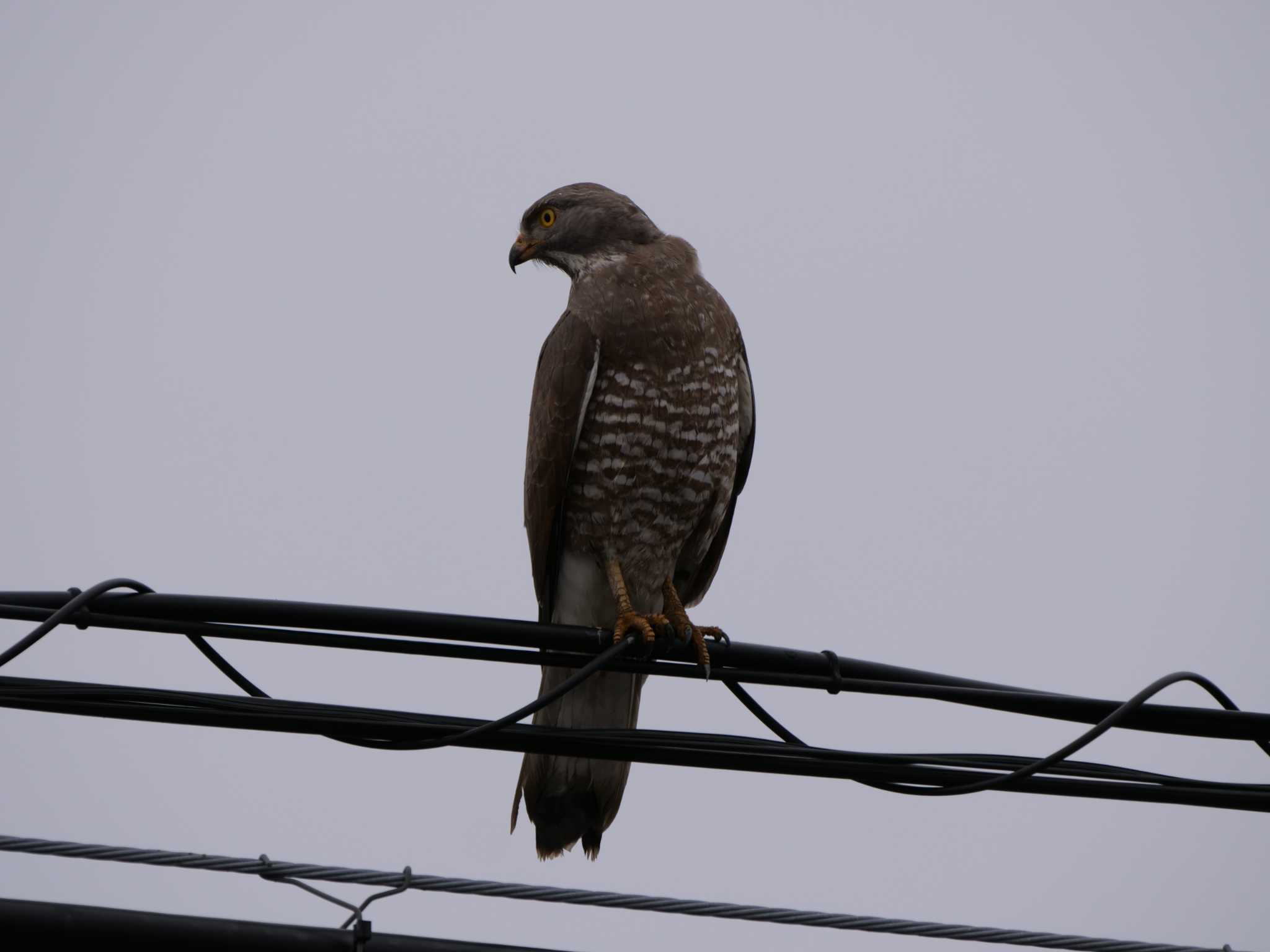 Photo of Grey-faced Buzzard at 阿見町 by 栗もなか