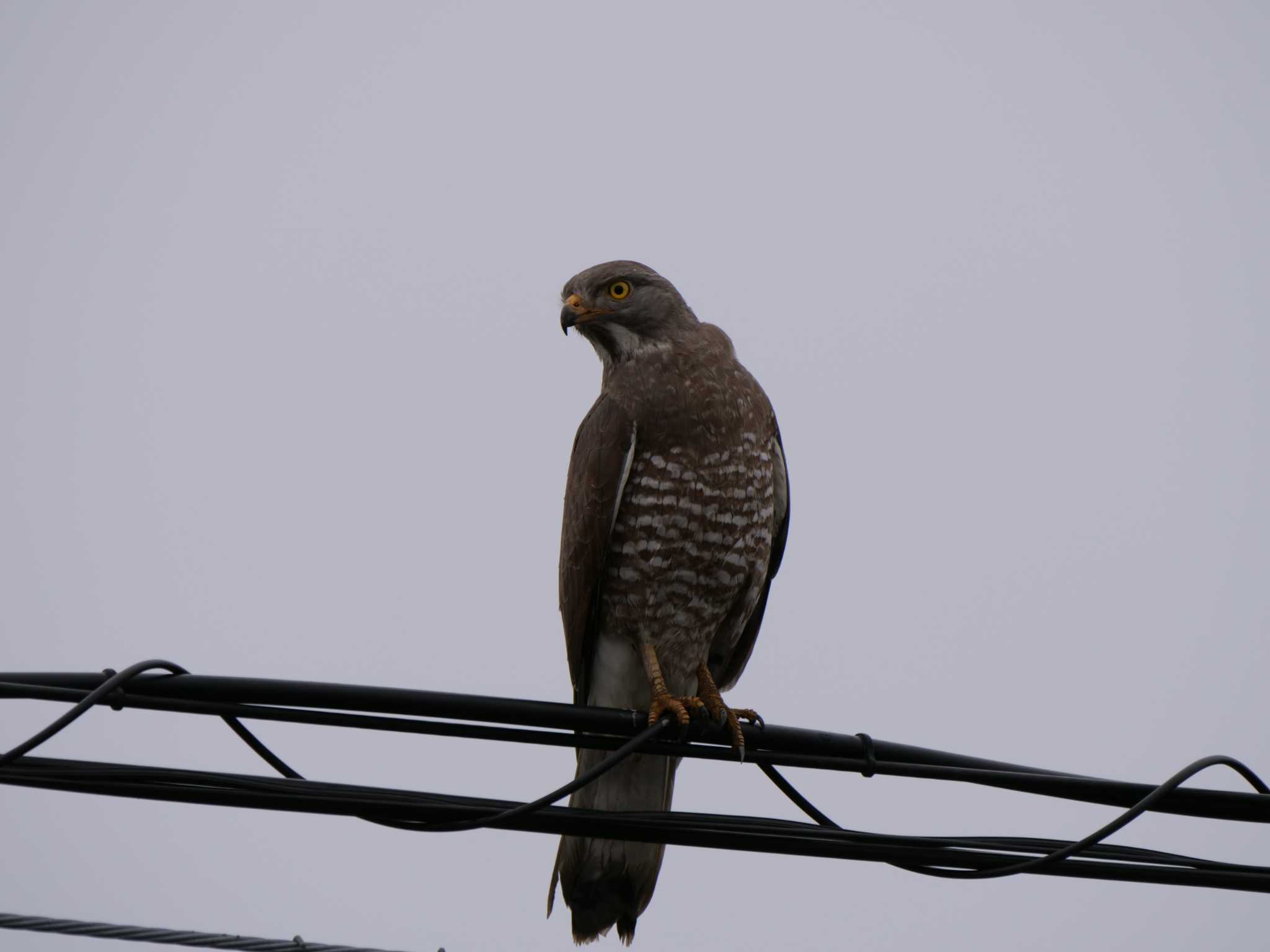 Grey-faced Buzzard