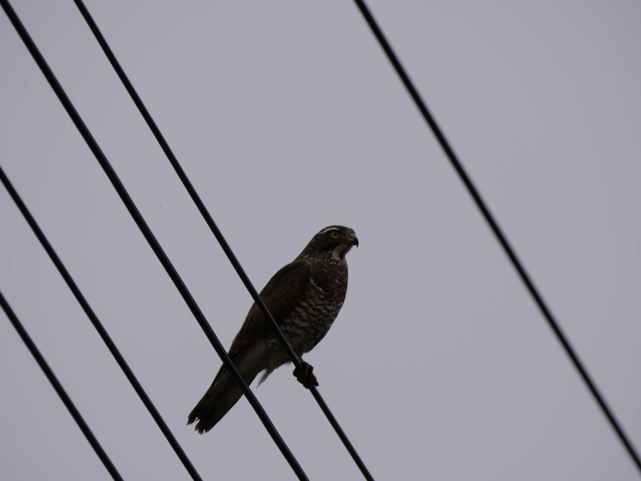 Grey-faced Buzzard