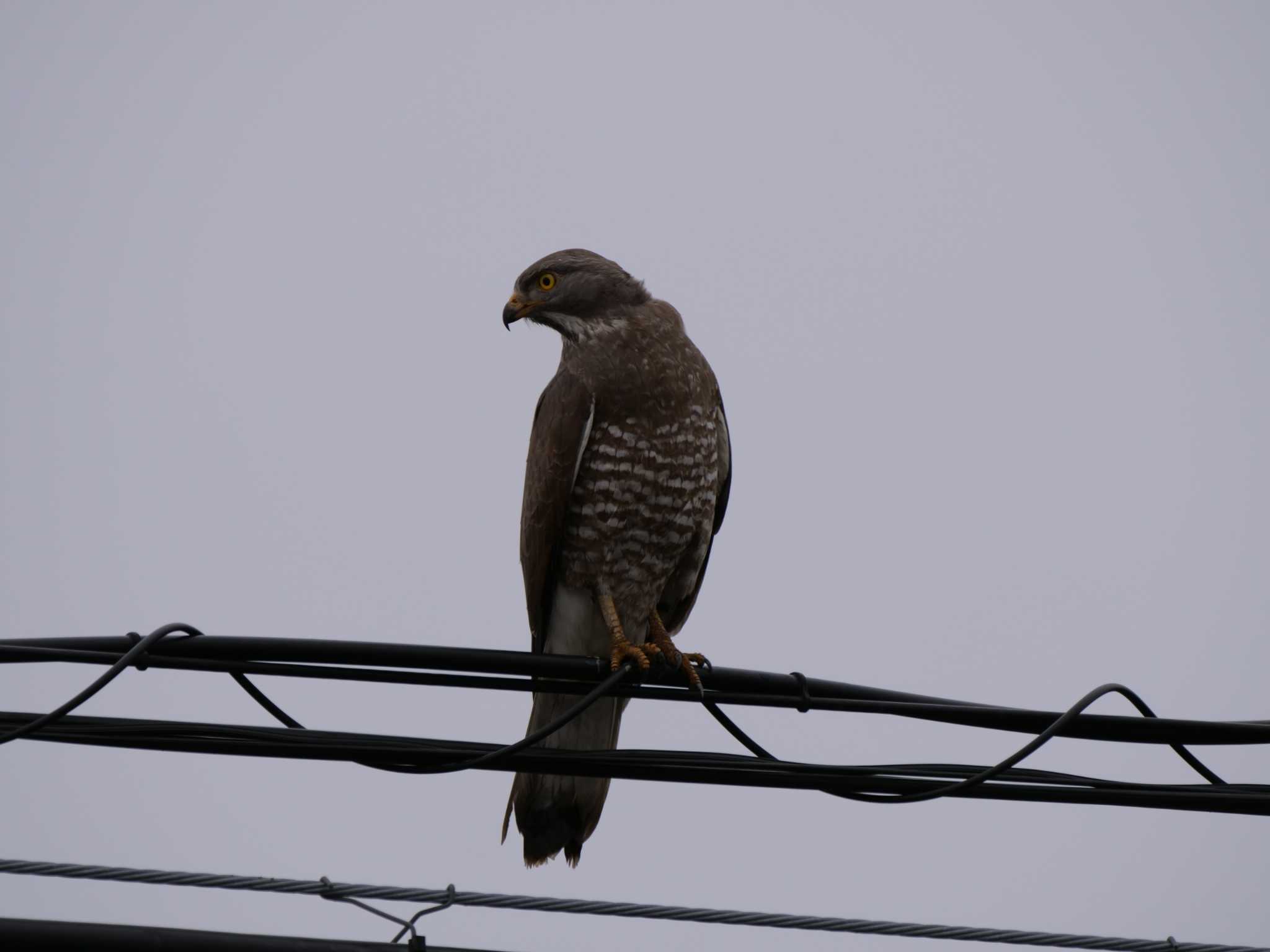 Photo of Grey-faced Buzzard at 阿見町 by 栗もなか