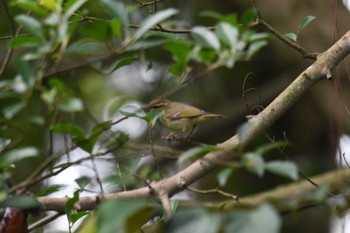 コムシクイ 台北植物園 2019年1月20日(日)