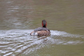 カイツブリ 三ツ池公園(横浜市鶴見区) 2019年4月12日(金)