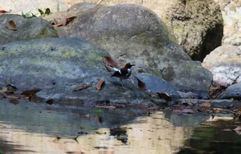 Chestnut-naped Forktail タイ Sun, 2/24/2019