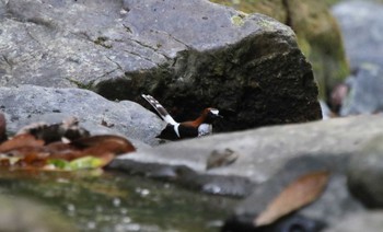 Chestnut-naped Forktail タイ Sun, 2/24/2019