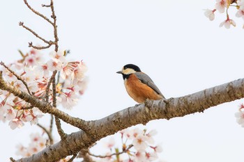 ヤマガラ 権現山(弘法山公園) 2019年4月7日(日)