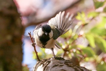 2019年4月11日(木) 三ツ池公園(横浜市鶴見区)の野鳥観察記録