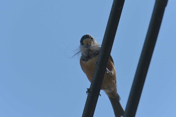 2019年4月13日(土) 滋賀県甲賀市甲南町創造の森の野鳥観察記録