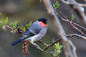 Eurasian Bullfinch