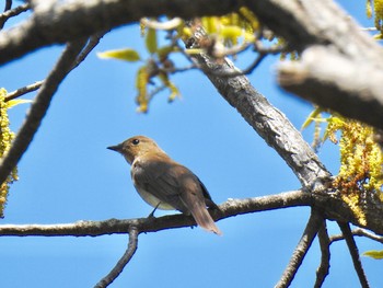 オオルリ 秋ヶ瀬公園(ピクニックの森) 2019年4月13日(土)