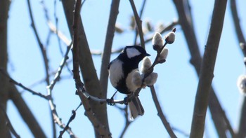 シジュウカラ ウトナイ湖 2019年4月13日(土)