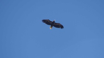 2019年4月13日(土) ウトナイ湖の野鳥観察記録