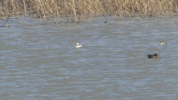 ミコアイサ 舞鶴遊水地 2019年4月13日(土)