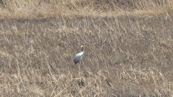 2019年4月13日(土) 舞鶴遊水地の野鳥観察記録