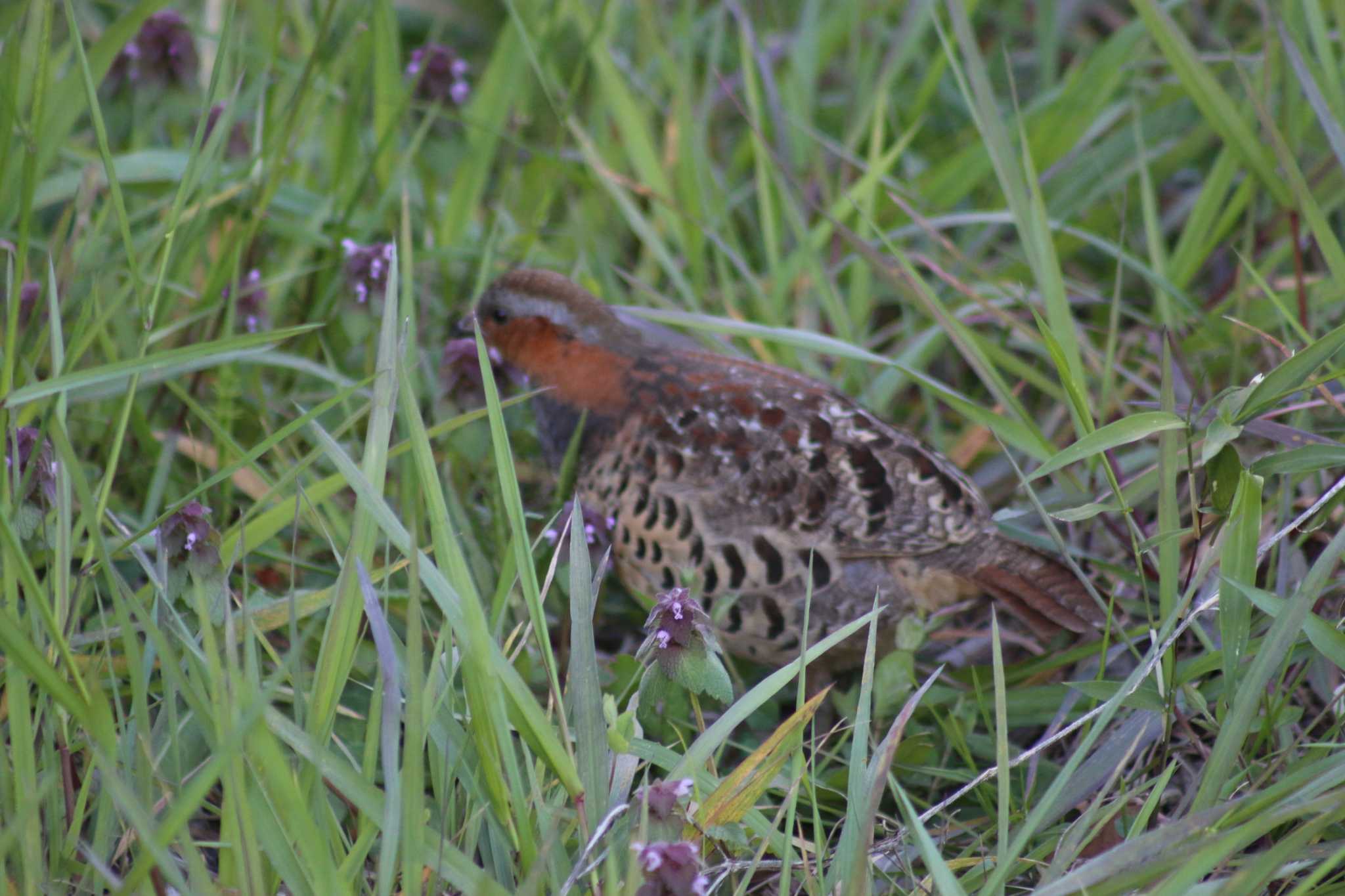 Photo of Chinese Bamboo Partridge at 境川遊水地公園 by きよ