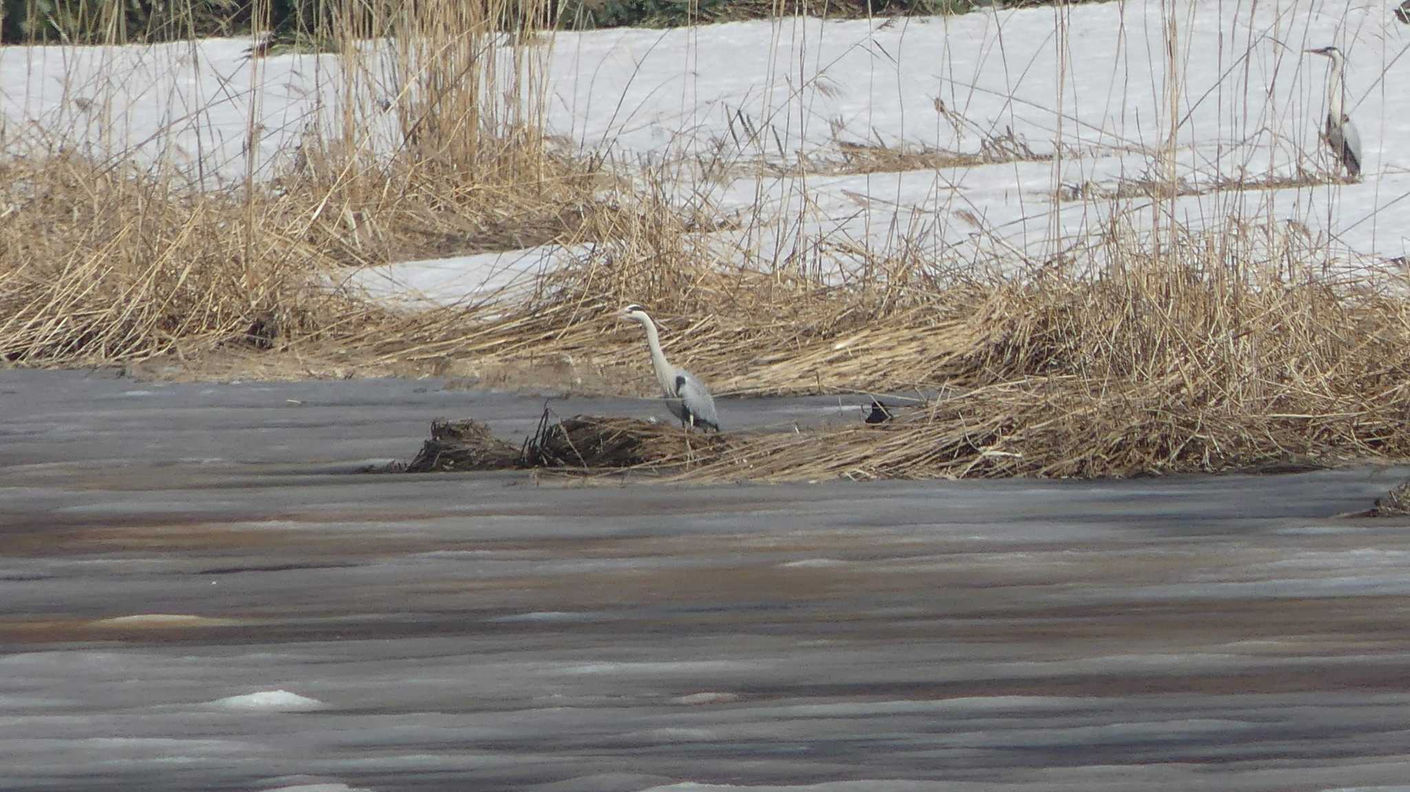 アオサギ