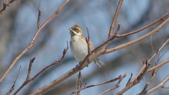 Rustic Bunting 宮島沼 Sat, 4/13/2019