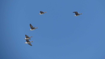 Greater White-fronted Goose 宮島沼 Sat, 4/13/2019