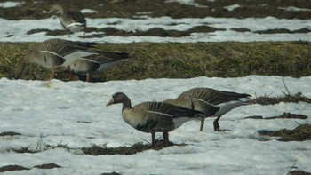 Greater White-fronted Goose 宮島沼 Sat, 4/13/2019
