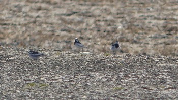 White Wagtail 宮島沼 Sat, 4/13/2019