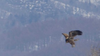 2019年4月13日(土) 宮島沼の野鳥観察記録